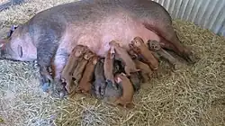 Photo couleur d'une truie rousse dans la paille avec sa nombreuse portée accrochée aux mamelles.