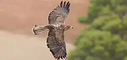 Aigle de Bonelli en vol, les ailes déployées, la tête pointant vers la droite, sur fond d'arbres et de collines.
