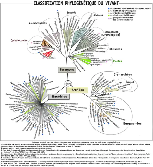 « Buisson » phylogénétique du vivant avec les  « trois empires » : en bas les Procaryotes (bactéries et les archées), en haut les Eucaryotes,.