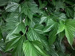 Mireille et Vincent cueillent des feuilles de mûrier pour les vers à soie, tombent, s'embrassent et font leur déclaration.