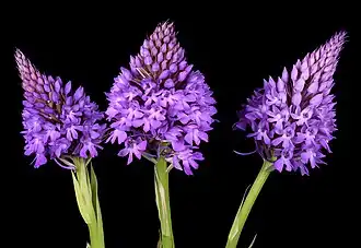 Description de cette image, également commentée ci-après