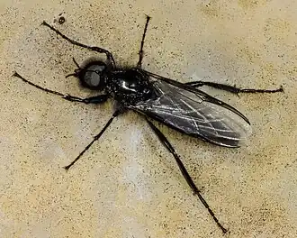 Bibio marci, un Bibionidae.