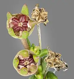 Capsules sur la plante