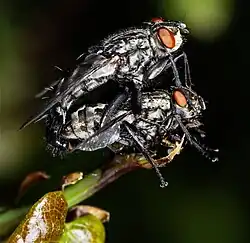 Accouplement de mouches grises de la viande.
