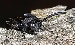 S. h. hirta - Portrait