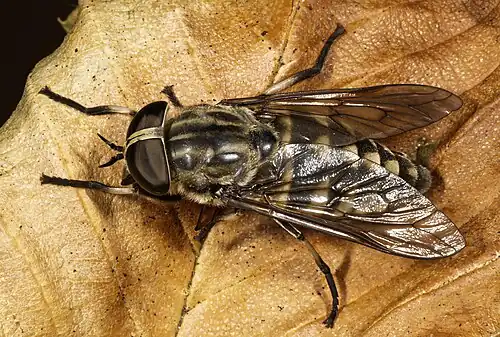 Vue dorsale de la femelle