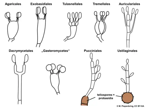 Les différents types de basides suivant l'ordre des Fungi.