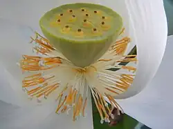 Thalamus de Nelumbo nucifera