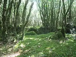La forêt du Duc, une forêt moussue.
