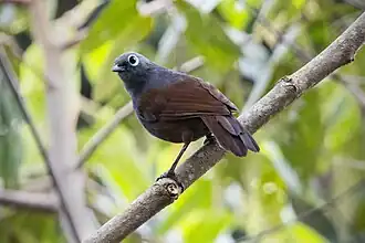 Description de l'image 0A2A3704 Sunda Laughingthrush.jpg.
