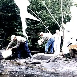 Ensemencement réel de 4000 Tacons.