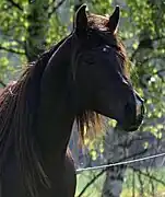 Étalon d'endurance bai-brun en Tchéquie.