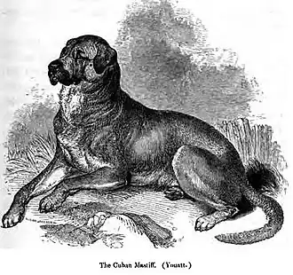 Dogue de Cuba.
