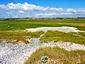 Lande recouvrant partiellement la partie côté terre du cordon de galets à hauteur de Tréguennec.