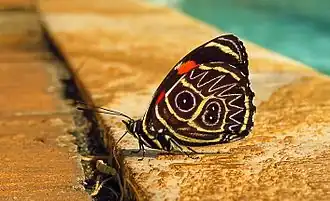 Description de l'image 17-Callicore sorana.jpg.