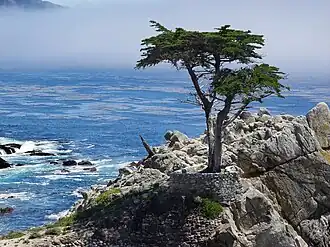 Image illustrative de l’article Lone Cypress