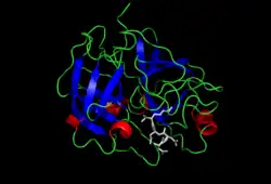 Image illustrative de l’article Entéropeptidase