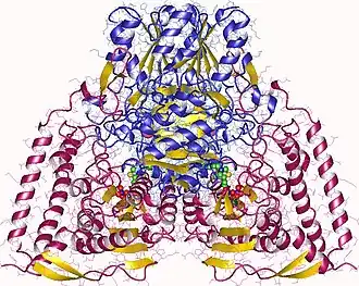 Image illustrative de l’article Pyruvate déshydrogénase