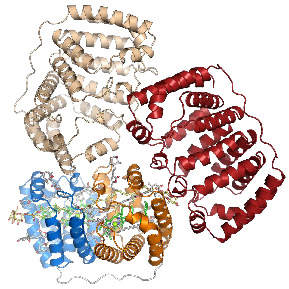 Représentation du trimère dont on pense qu'il est la forme biologiquement active du complexe PCP d'A. carterae&nbsp;(en). Seule la protéine est représentée pour les monomères en haut et à droite, tandis que l'ensemble des éléments du complexe sont représentés pour le monomère inférieur gauche (PDB&nbsp;1PPR)