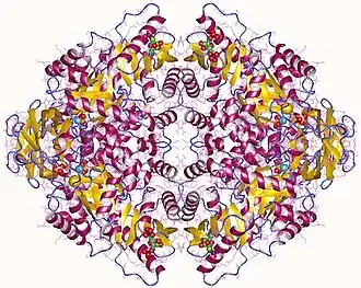 Image illustrative de l’article Pyruvate kinase