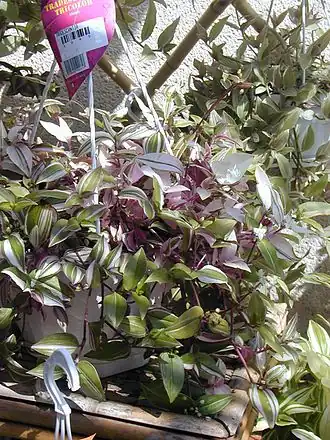 Description de l'image 20040413 Tradescantia Tricolor.JPG.