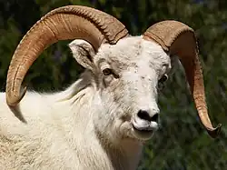 Mouflon de Dall.