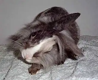 lapin avec la tête penchée sur le côté et un oeil exhorbité