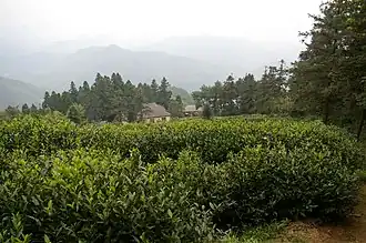 Image illustrative de l’article Thé en Chine