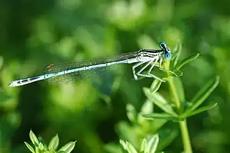 Agrion à larges pattes.