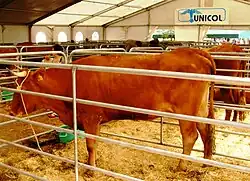 la photo couleur représente une vache attachée dans un box métallique dans un vaste hangar bâché.