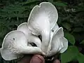 photo de Pleurotus cornucopiae