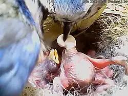 Photo de 2 adultes observant leur nichée, un des adultes récupère le sac fécal d'un oisillon.