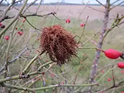 Aspect hivernal du bédégar.