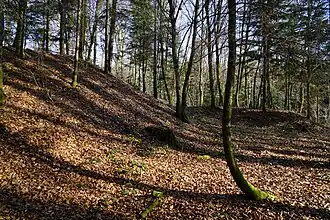 Un pans de talus en forêt.