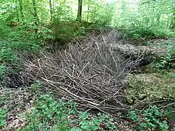 Enfoncement du puits obstrué par des branchages.