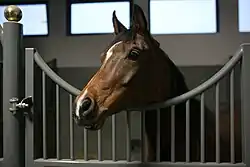 Tête d'un cheval marron et noir sortant de son box.