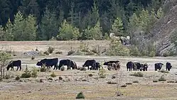 Photographie d'une troupeau d'Aurochs de Heck et d'un troupeau de poneys Koniks paissant dans une carrière.