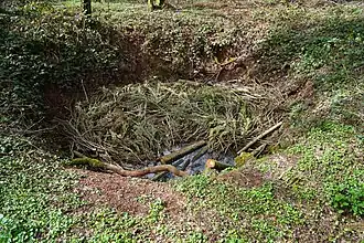 Vue plongeante d'un grand trou humide en forme d’entonnoir entouré de ronces et rempli de haies taillées.