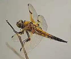 Une autre mâle, à Rimbach (Hesse).