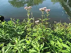 Eupatoire à feuilles de chanvre.