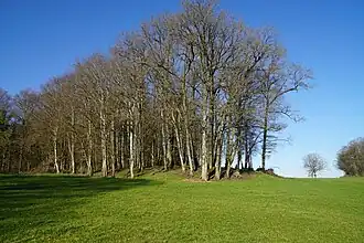 Un talus étendu et plat recouvert d'arbres.