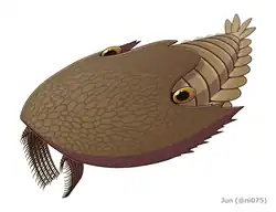 Cambroraster falcatus, un dinocaride