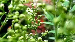 Les bourgeons de Nanten repoussent la pluie.