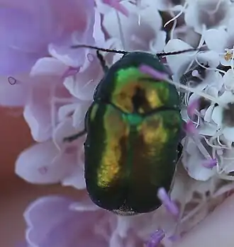 Description de l'image 2020 06 21 Cryptocephalus globicollis.jpg.