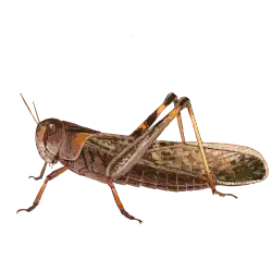 Dessin d'un insecte.