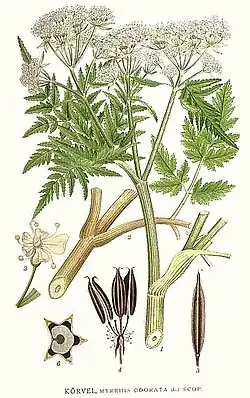 Myrrhis odorata(L.) Scop.