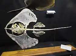 « Marinarium » de Concarneau : squelette d'une raie fleurie Leucoraja naevus.