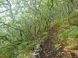 Le sentier littoral menant à la pointe de Pen-ar-Vir.