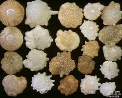 Foraminifères de l'océan Indien, côte Sud-Est de Bali. Largeur de champ = 5,5&nbsp;mm.