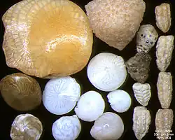 Foraminifères de l'océan Indien, côte Sud-Est de Bali. Largeur de champ = 5,5&nbsp;mm.